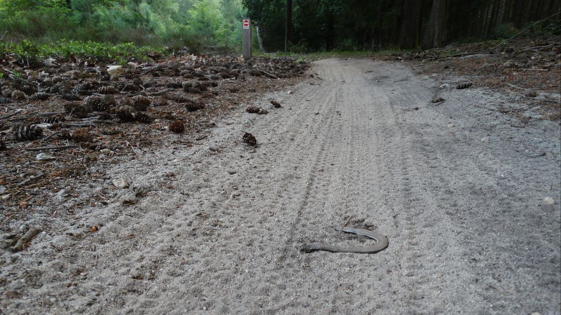 Dode hazelworm op mountainbike route