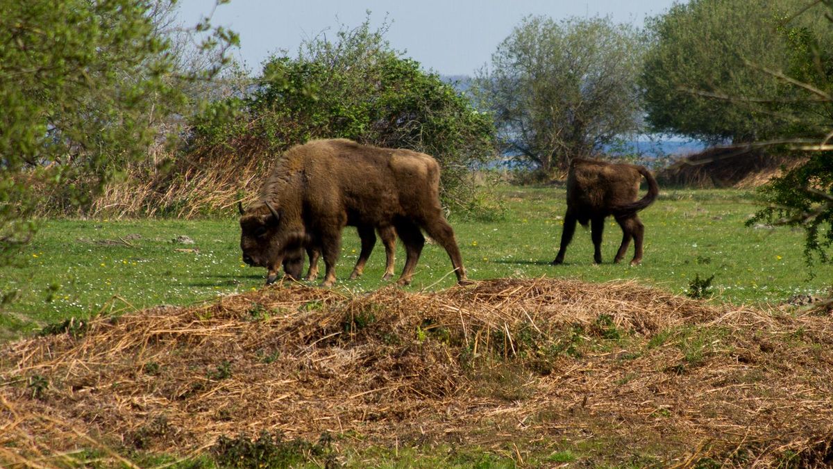 Slikken van de Heen is jong stiertje rijker en vanuit Polen komen er nog meer wisenten