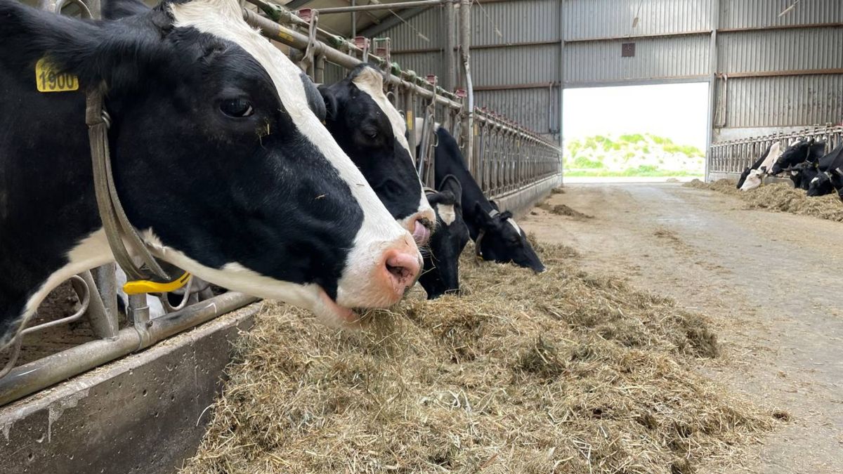 Onderzoek baart Groningse boeren zorgen: toch meer stikstof uit emissiearme stal