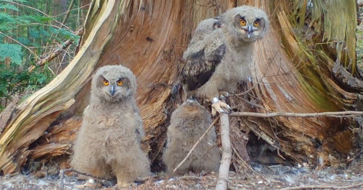 De grootste uil van de wereld broedt nu definitief ook in Fryslân