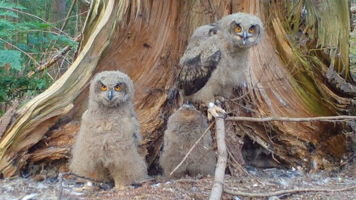 De grootste uil van de wereld broedt nu definitief ook in Fryslân