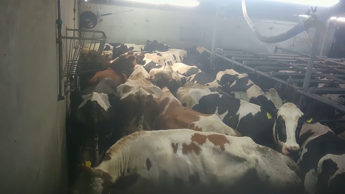 OM start strafonderzoek naar dierenmishandeling, ook bij bedrijf in Staphorst