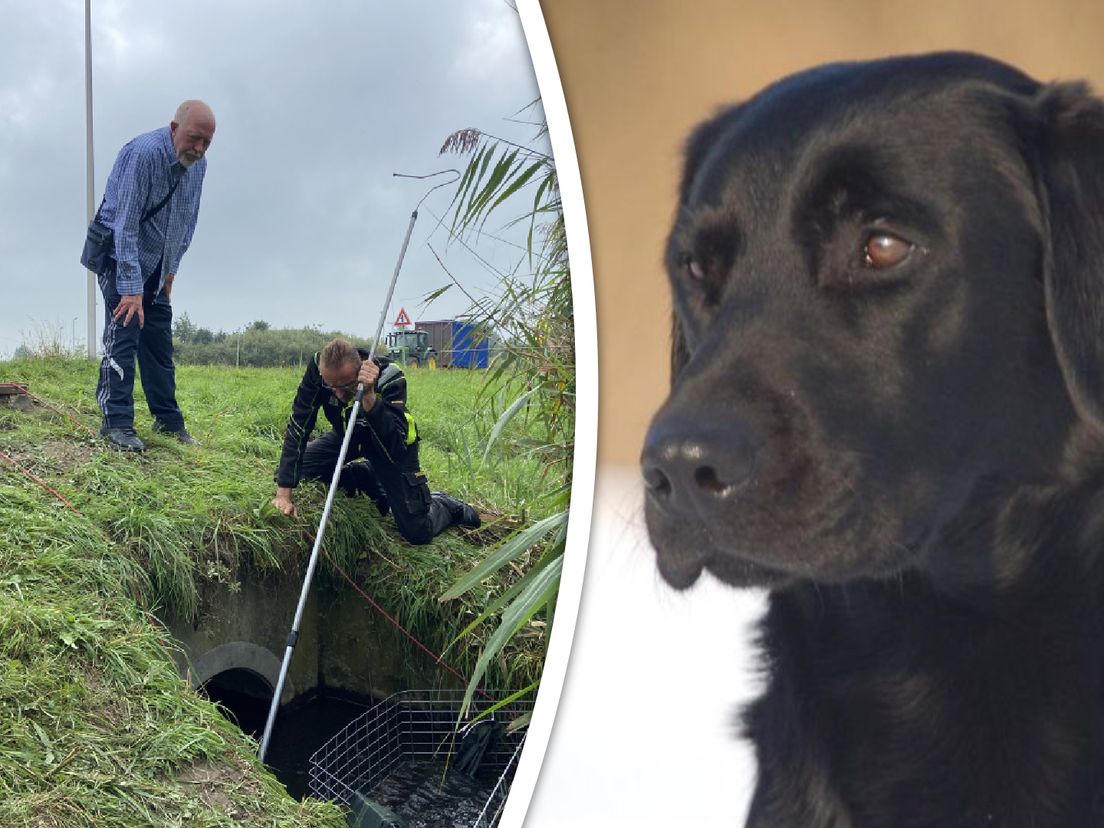 Hond Loco kwam in een duiker vast te zitten en kwam nooit meer boven