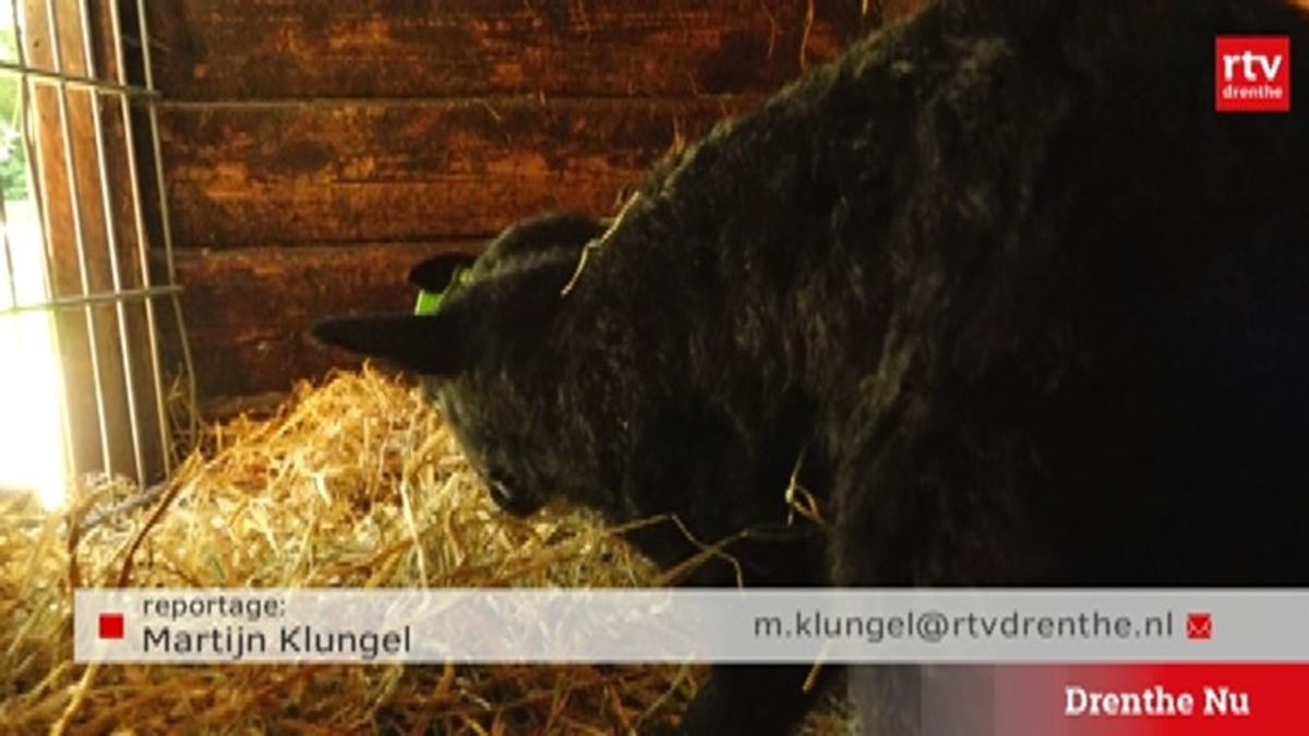 Gaapje ziet levenslicht in Beilen