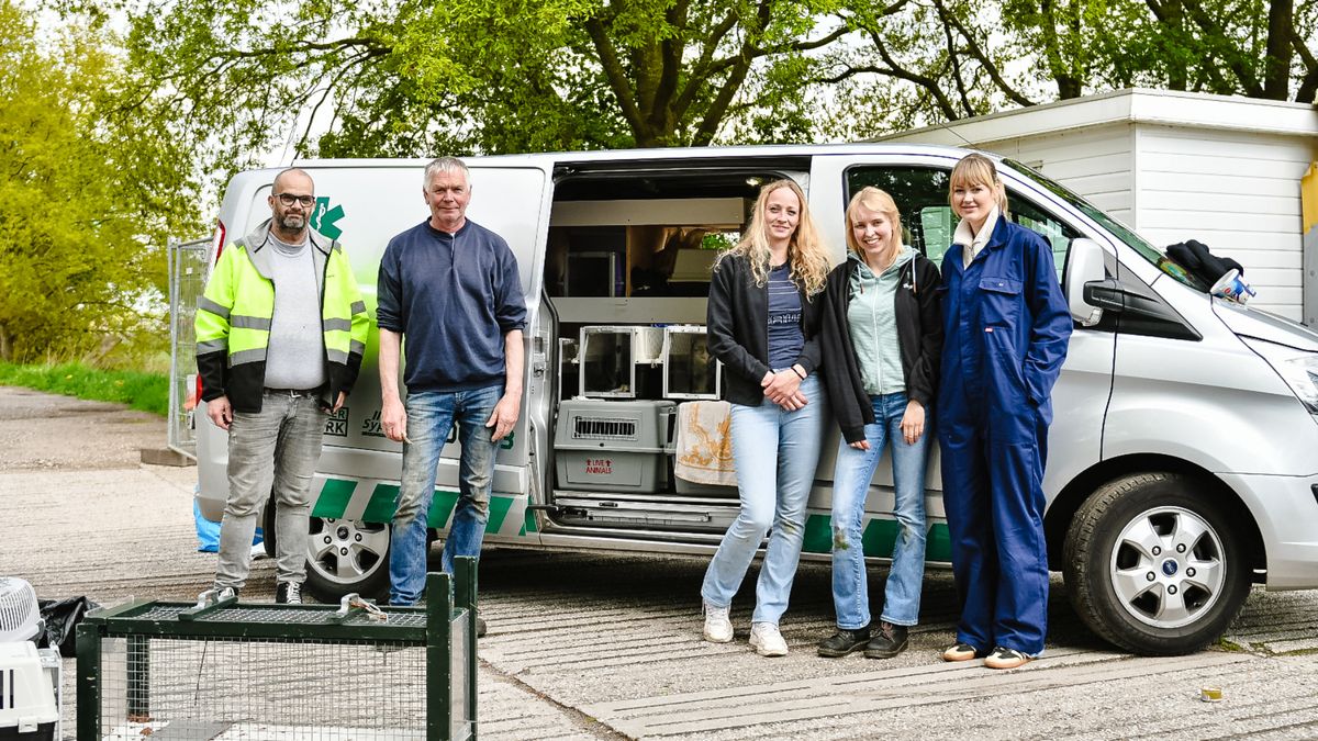 Tientallen katten aan hun lot overgelaten op verlaten camping: redding uit Friesland