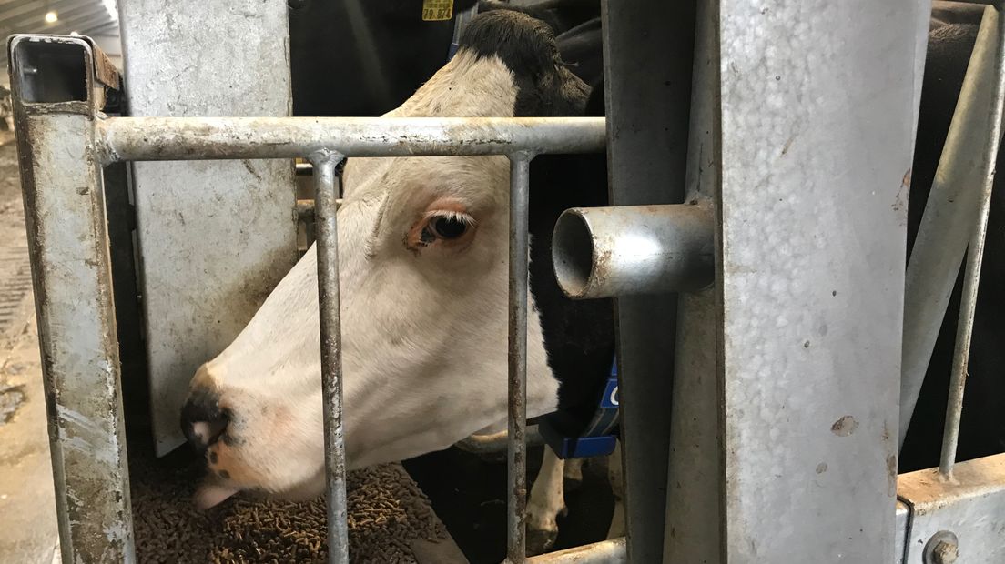 De koeien krijgen krachtvoer tijdens het melken (Rechten: RTV Drenthe/Jeanine Hofsteenge)