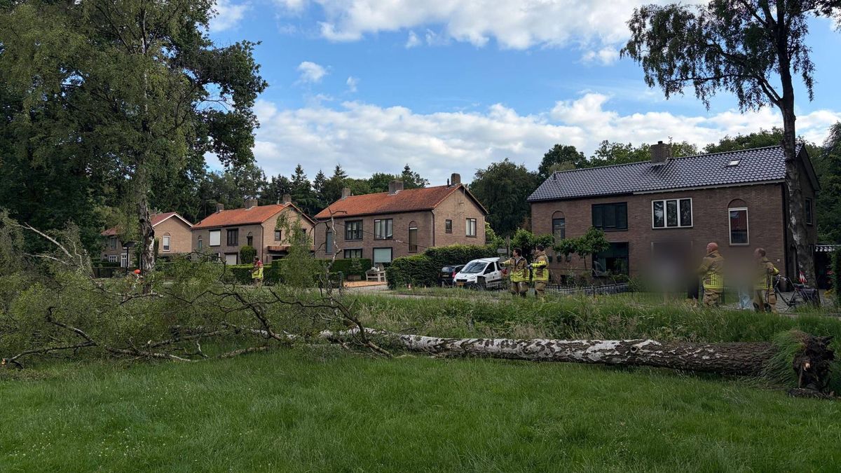 Boom valt bijna op spelende kinderen