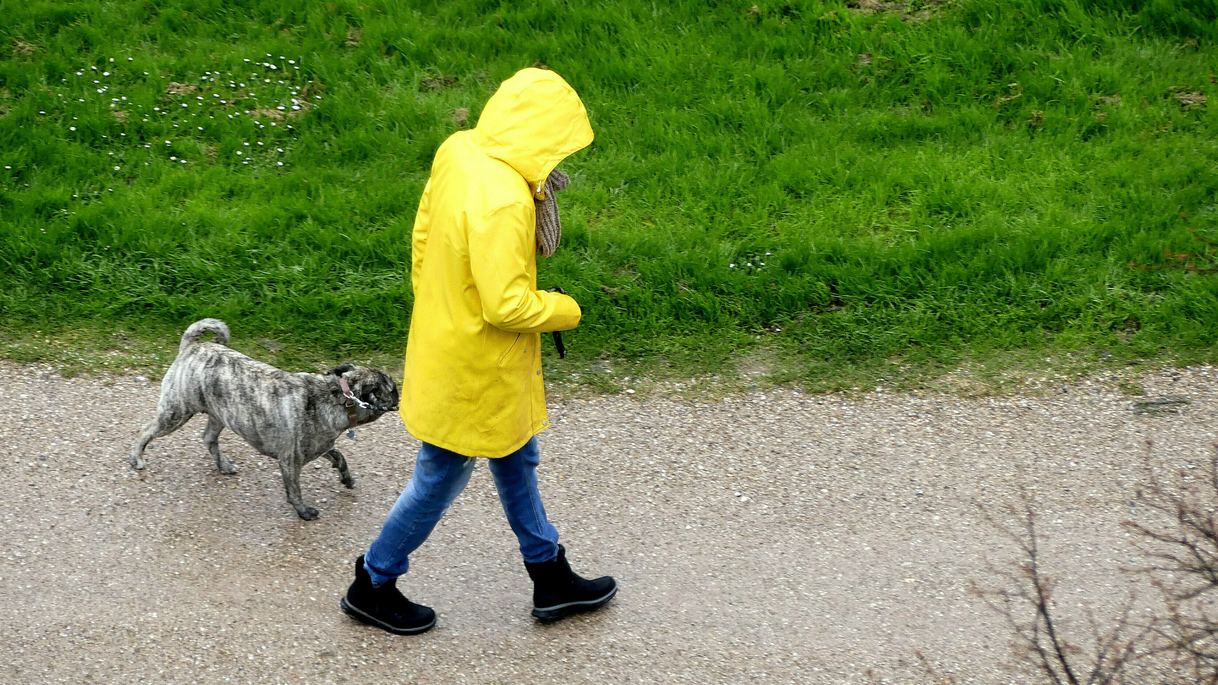 Partijen Willen Hondenbelasting In Terneuzen Omlaag: 'Hondenbezitters ...