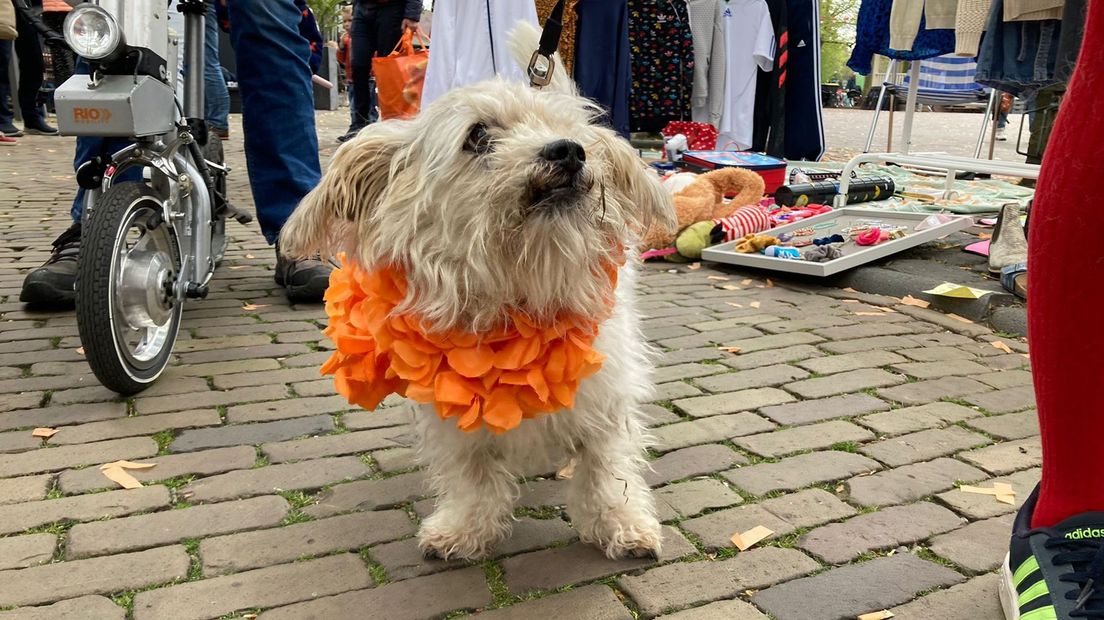 Zelfs de hond is oranje in Houten.