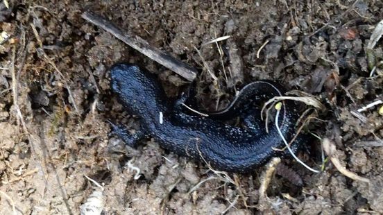 Hazelworm profiteert van nieuwste ecoduct, ook de wolf laat zich zien