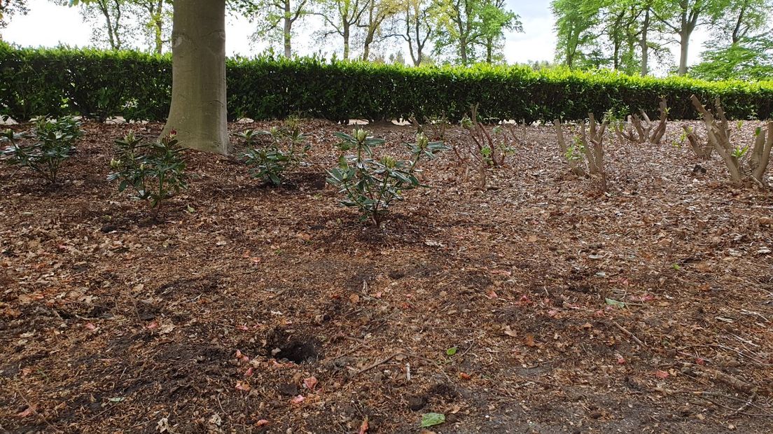 Lege gaten in de grond op plekken waar de struiken stonden (Rechten: RTV Drenthe/Dylan de Lange)