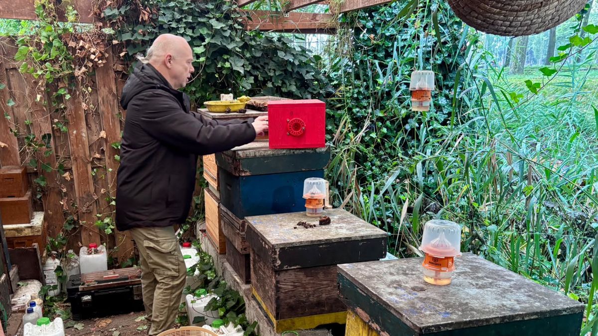 Aziatische hoornaar is ware nachtmerrie voor imkers: 'Bijen worden massaal afgeslacht'