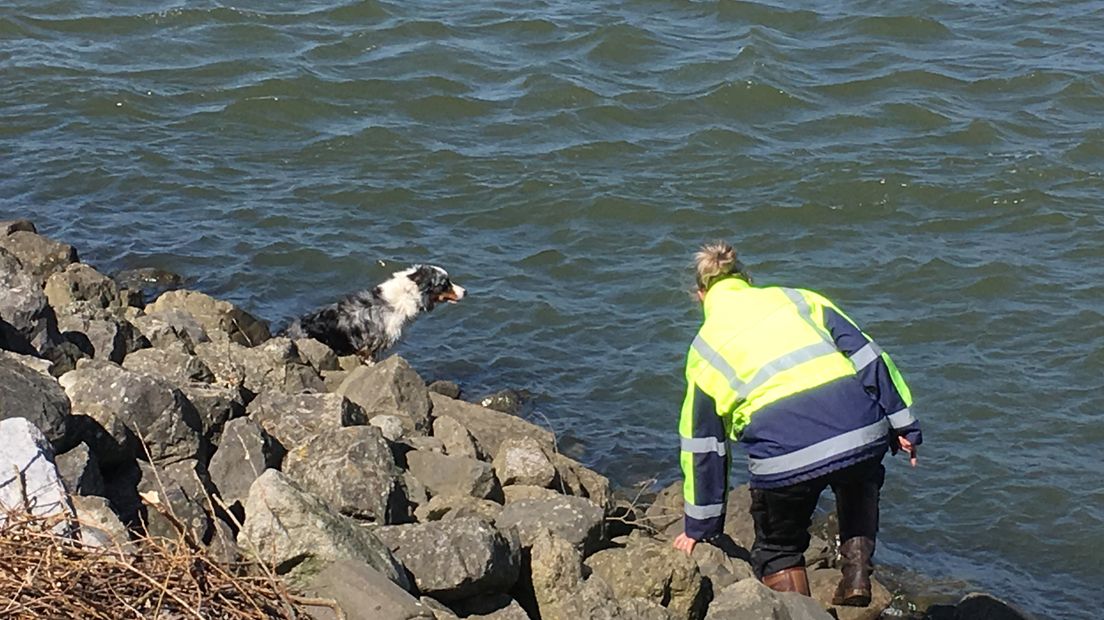 De politie zet speurhonden in bij de zoektocht naar eventuele andere slachtoffers van het ongeval donderdagavond in Brakel. Deze dieren zijn gespecialiseerd in het ruiken van stoffelijke overschotten in het water. Bij het ongeluk bij de Veerdam kwam een 33-jarige man uit Zaltbommel om het leven.