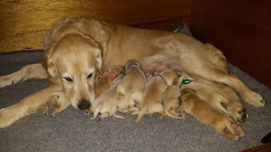 moederpleeghond Gina met haar pleegkinderen 
