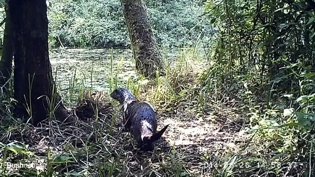 Een otter bij de Nieuwkoopse plassen.