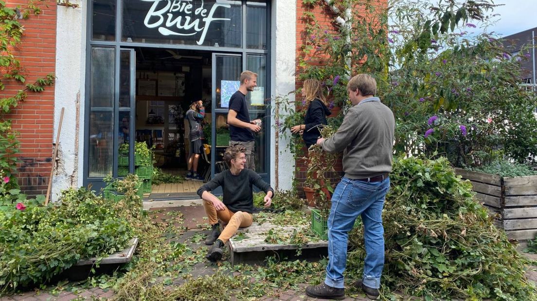 Oogsten van hop voor sociaal bier in de Oosterparkwijk