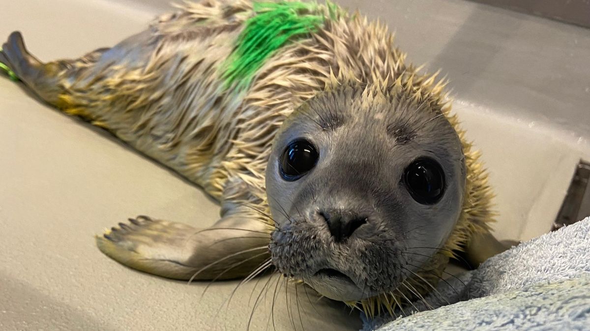 Eerste zeehondenpup binnengebracht in het nieuwe WEC: 'Nog maar drie dagen oud'