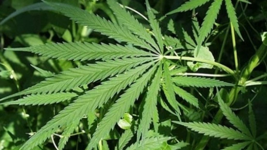 Politie vindt wietplanten in woningen Koewacht en Goes