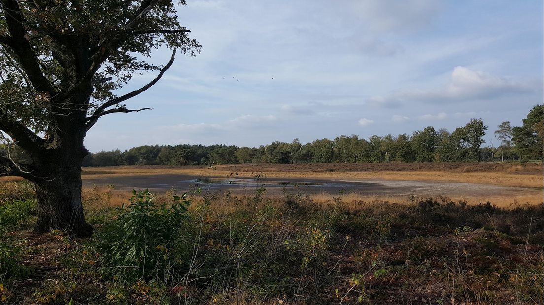 Droogte in de natuur