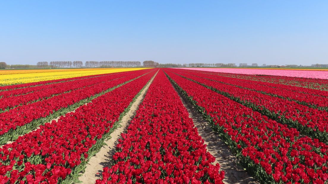 Tulpenveld in Aardenburg