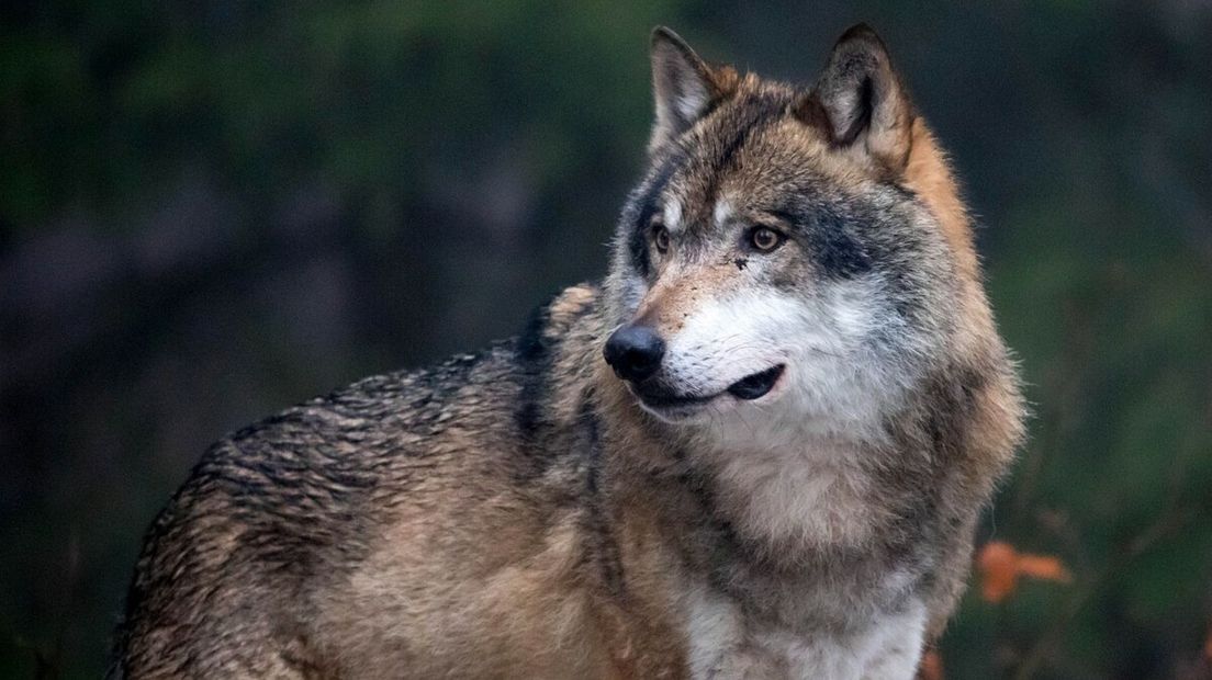 wolf