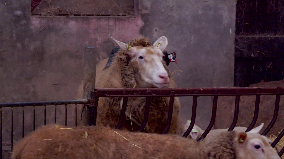Schapenhouder uit Schalkhaar maakt zich zorgen: “Minder schapen betekent minder lammeren”