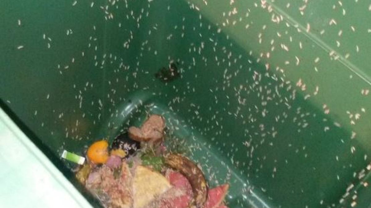 Getsie, maden in de container! Zo bestrijd je ze Omroep Gelderland