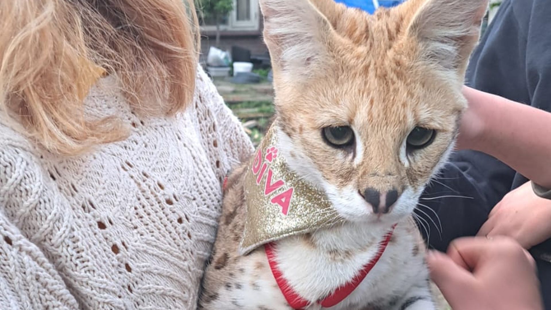 Ontsnapte Serval Weer Gevonden Met Behulp Van Speurhond En Drone In ...