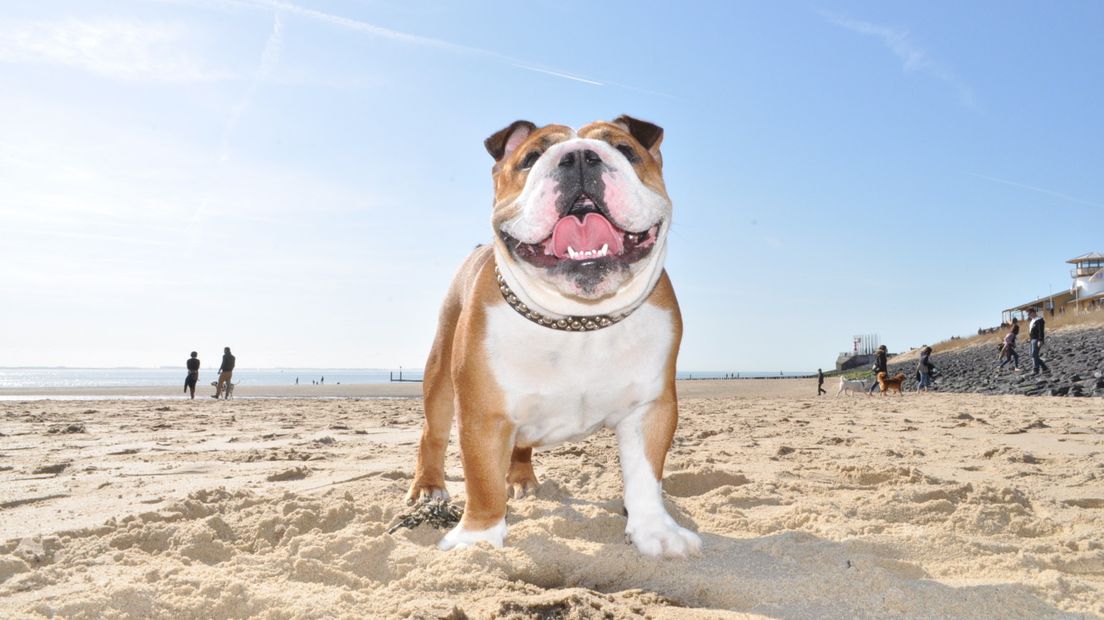 Vanaf 1 mei taboe op de Vlissingse stadsstranden: honden