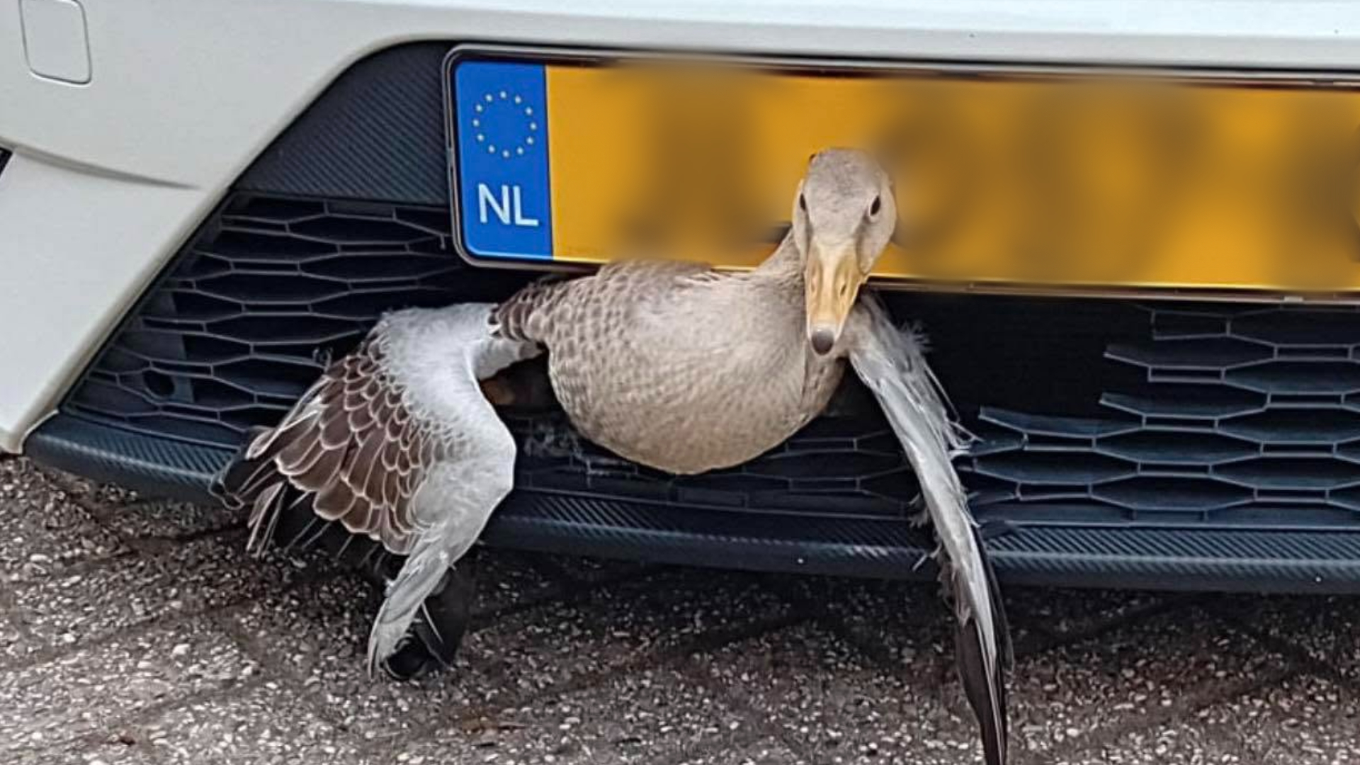 Gans wordt aangereden en bijna vijf kilometer meegesleept in grille van auto