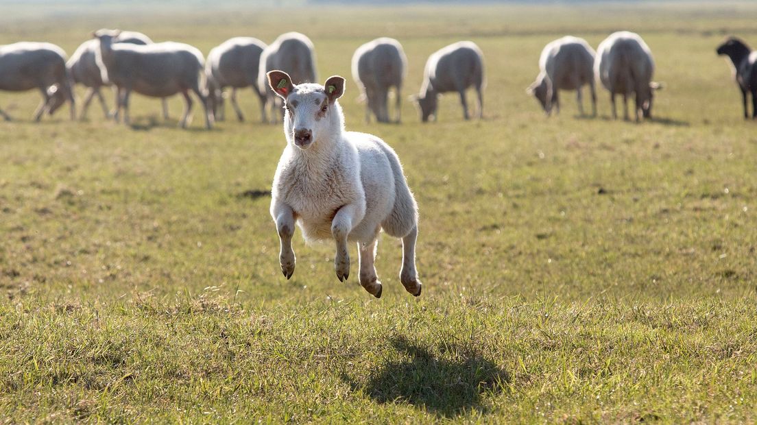 Met de 50.000 euro kunnen schapenhouders preventieve maatregelen treffen om hun dieren te beschermen  (Rechten: ANP/Arie Kievit)
