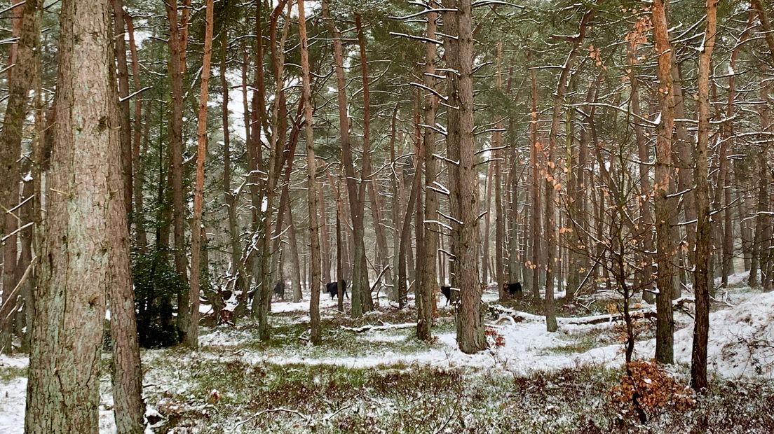 Terwijl de Hollandse rood- en zwartbonte koeien alweer maanden op stal staan, blijven de Spaanse runderen ook in winterse omstandigheden buiten. Van de kou hebben de dieren weinig last. Het is een van de redenen waarom deze met uitsterven bedreigde grazers het zo goed doen in de Veluwse natuur.