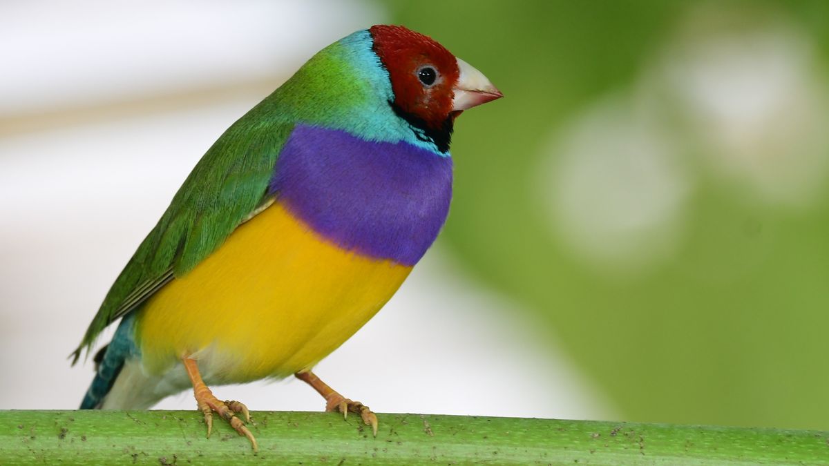 Tropische vogels komen in Menaam bij van auto-ongeluk: 