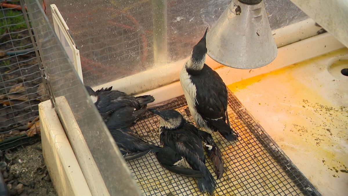 Boenen, boenen en nog eens boenen bij Faunavisie, vogels verlost van olie