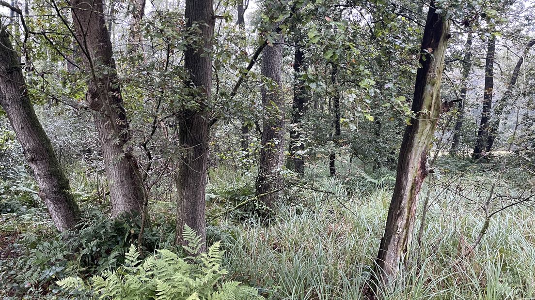 Liefstinghsbroek oerbos