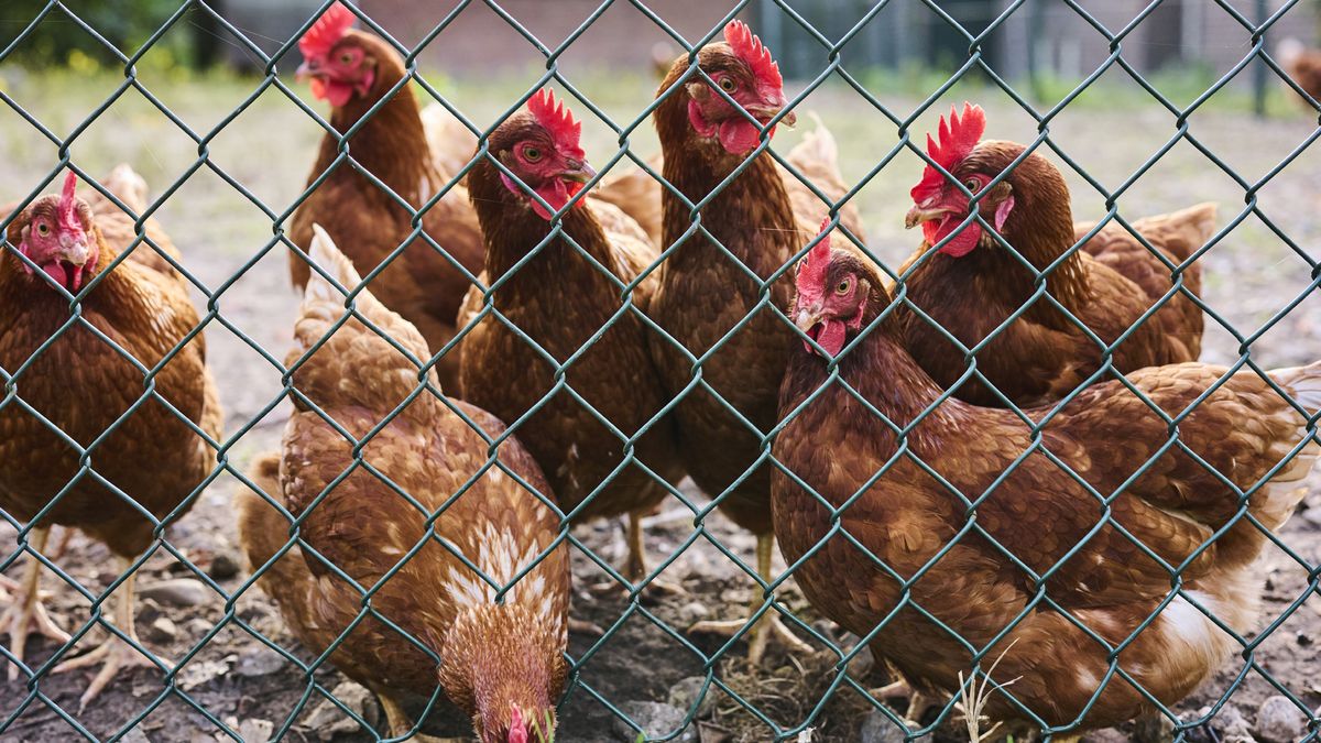 Uitbraak van vogelgriep, vervoersverbod in omgeving Rhenen