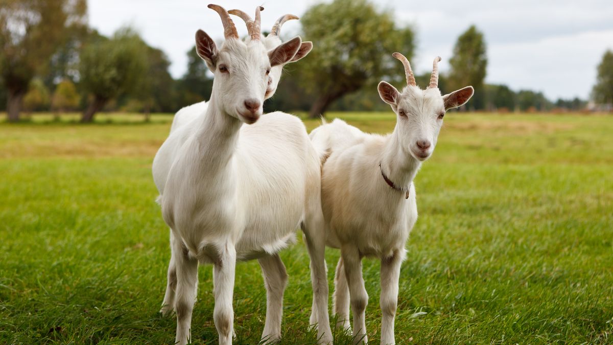 Broekhuizenvorst sluit kermis af met geit eten en bier drinken