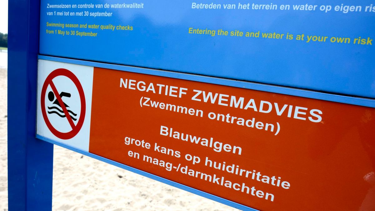 Blauwalg in zwemwater Ohé en Laak en Maastricht