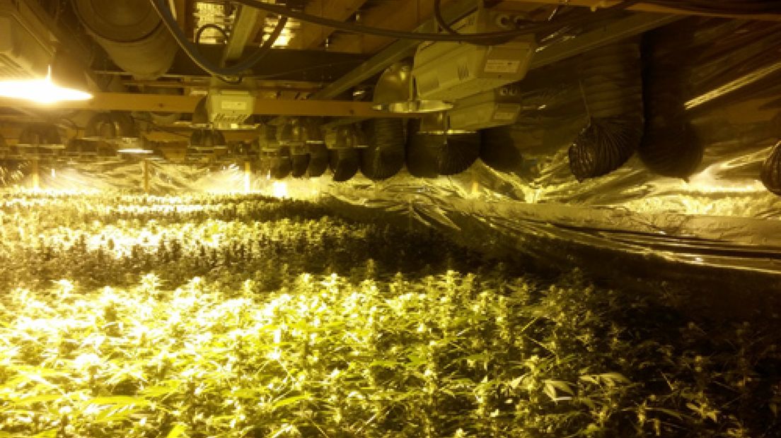 In een bedrijfspand in Zaltbommel is dinsdag een zeer grote hennepkwekerij met 30.000 planten aangetroffen, een van de grootste die ooit in Gelderland is ontdekt.