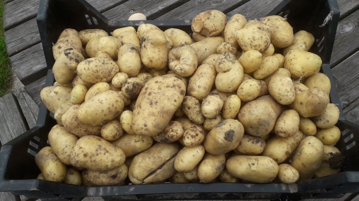 Jeldert Oenema verbouwt eigen aardappel: 'Heidenskipster gieltsjes'