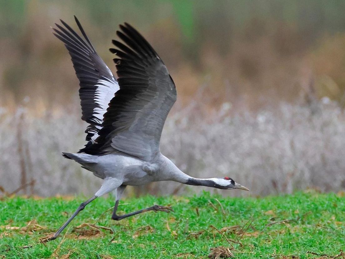 Uniek: tienduizenden kraanvogels vliegen over, hier zie je ze - Omroep