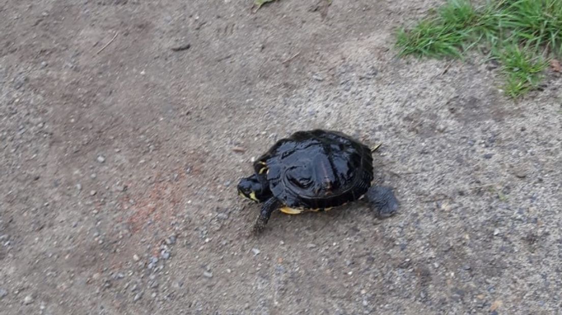 De schildpad liep zelf weer terug naar het water (Rechten: Klaas Dermois)