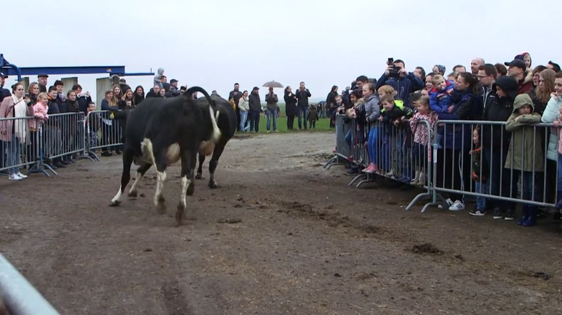 Na een winter op stal, sprinten de koeien richting de wei (Rechten: RTV Drenthe)