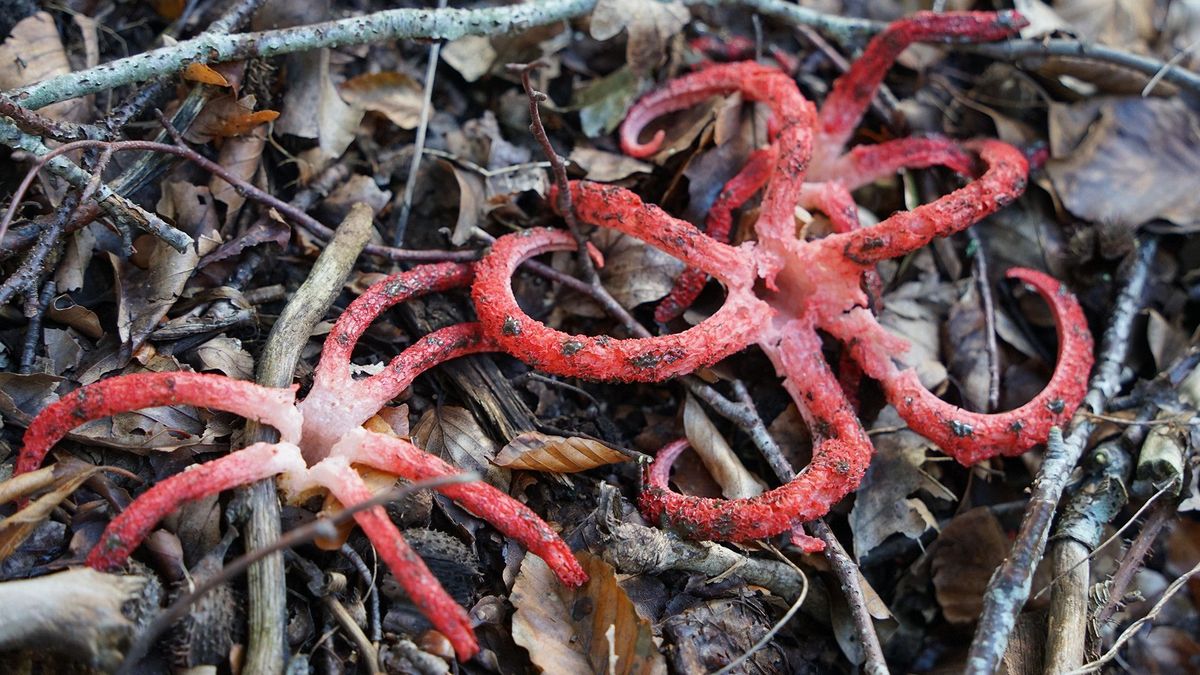 Felrode tentakels onder de bomen bij Odoornerveen