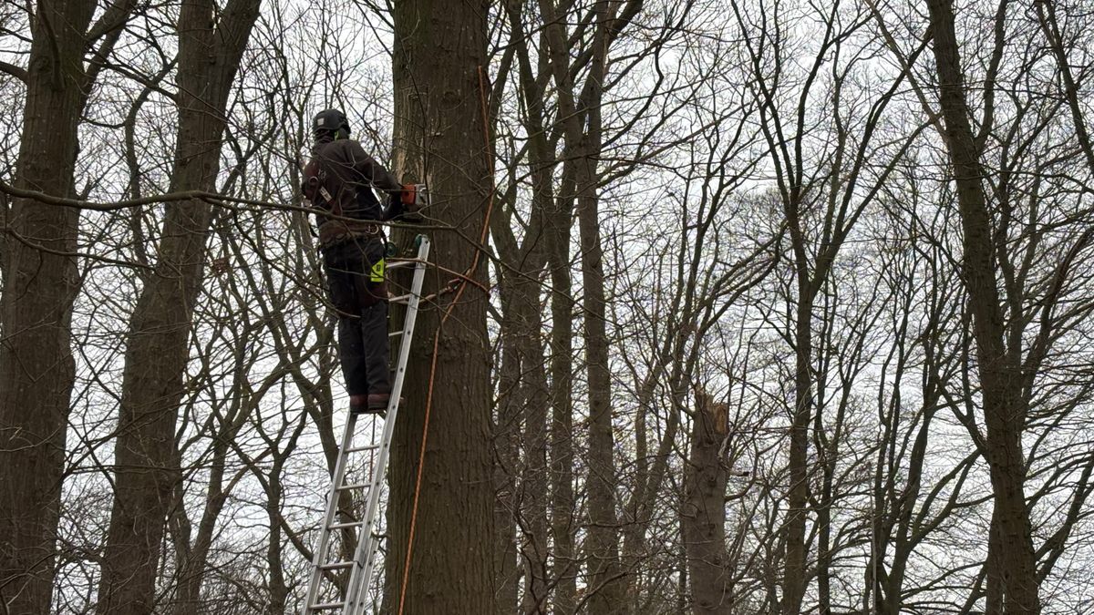 Nieuwe verblijven voor vleermuizen in Griendtsveen: er moet gezaagd worden in bomen