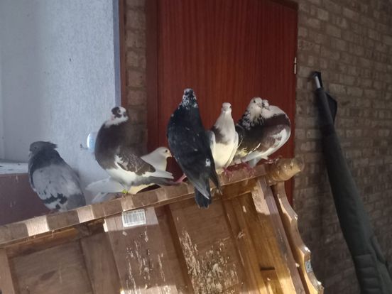 Wat een stank! 360 duiven vliegen onder erbarmelijke omstandigheden in huis rond