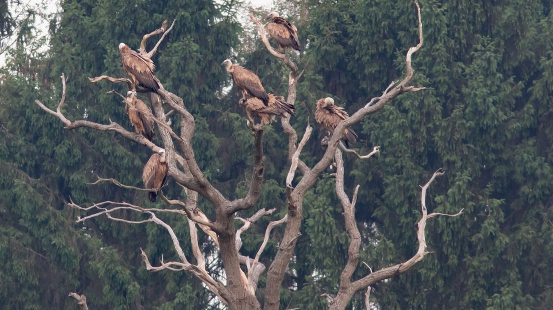 Een groepje vale gieren ging in een boom zitten (Rechten: Gerard Middelkoop)