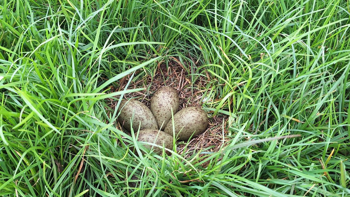 Eerste wulpennest op 'Drentse' manier beschermd: 