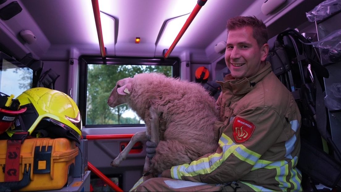 Het schaap in de brandweerwagen.