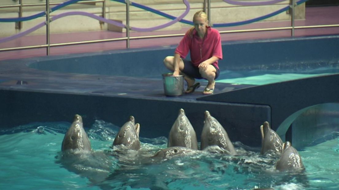 Dolfinarium weet waar Abraham de mosterd haalt - Omroep Gelderland